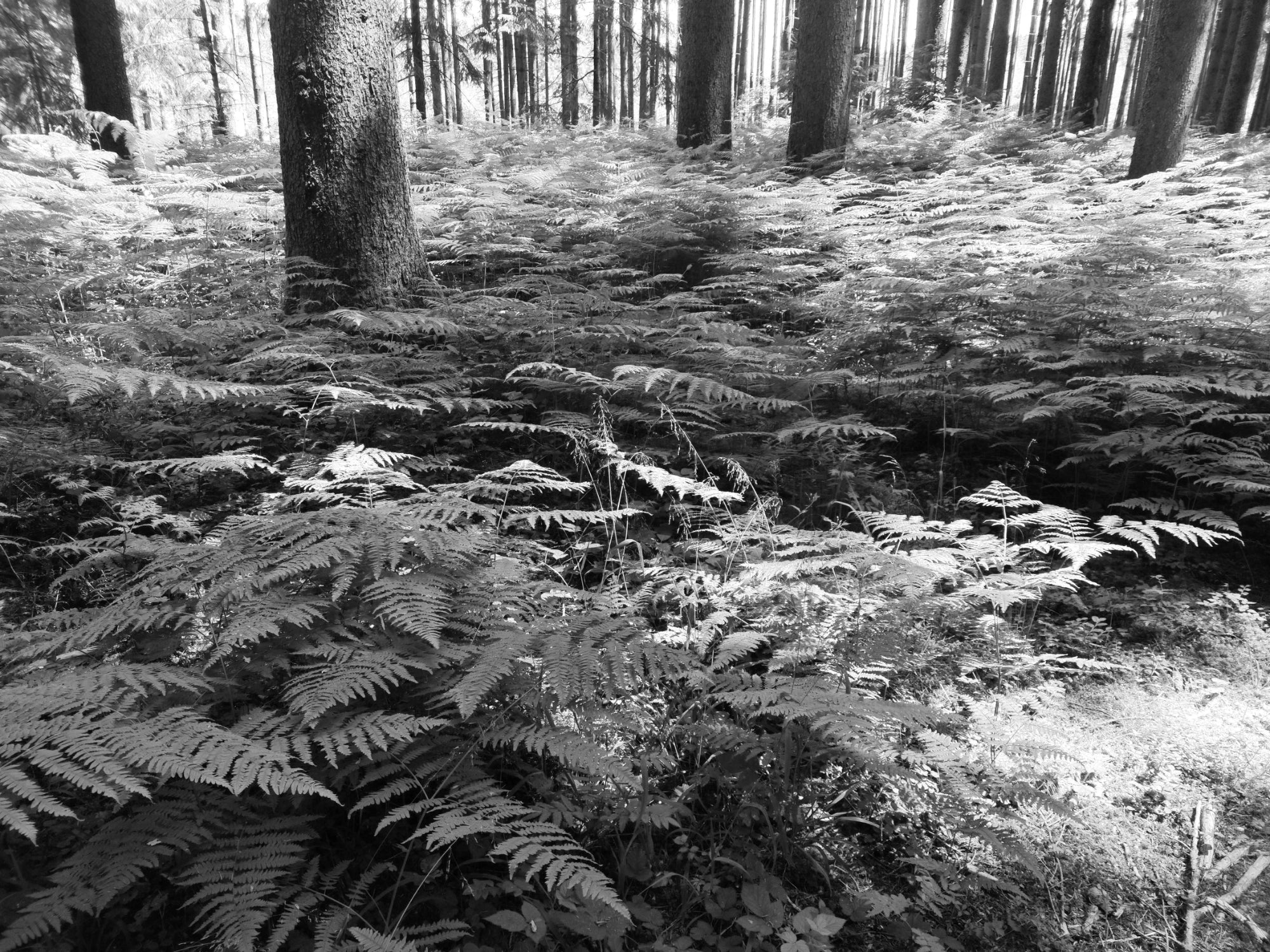 Black and white photo of a forest floor with ferns and trees